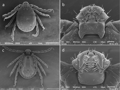 Four scanning electron microscope images of ticks, showing different angles and details of their anatomy.