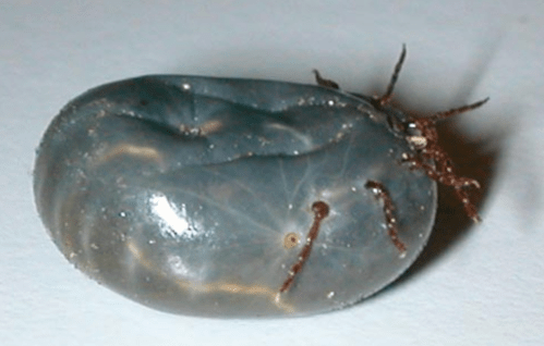 A close-up of a dark, oval-shaped insect with small legs, resting on a light surface.