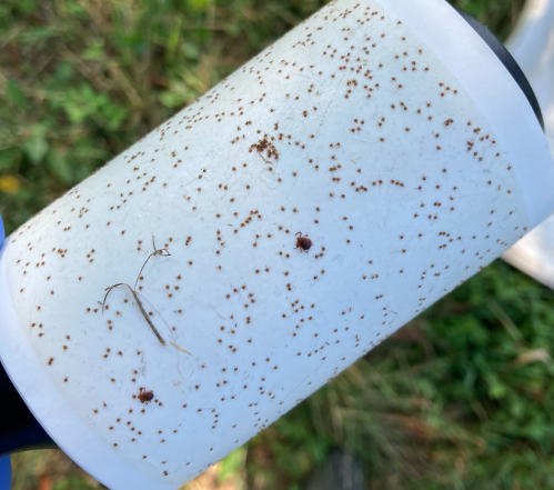 Close-up of a white surface covered in tiny brown specks, possibly insects or seeds, against a blurred green background.
