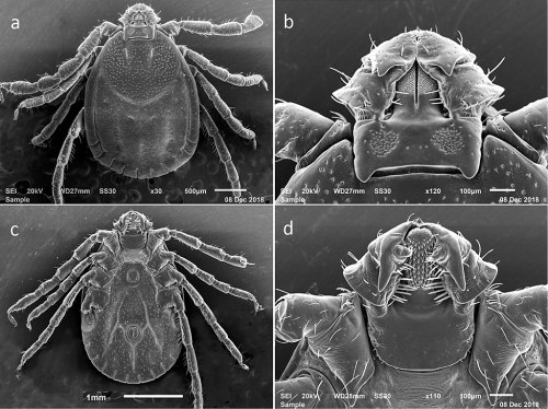 Four electron microscope images of ticks, showing detailed structures at various magnifications. Scale bars included.