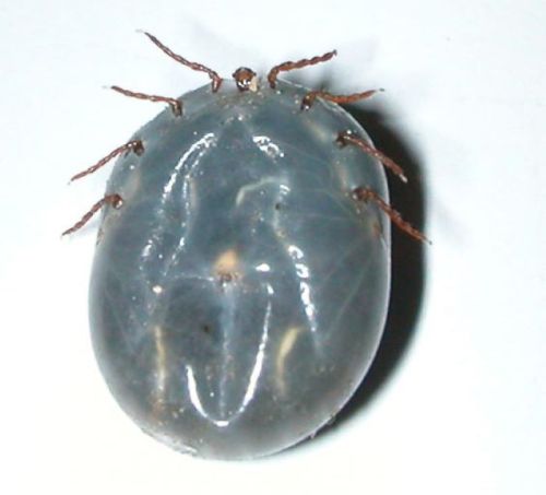Close-up of a gray tick with visible legs and a smooth, oval body on a white background.