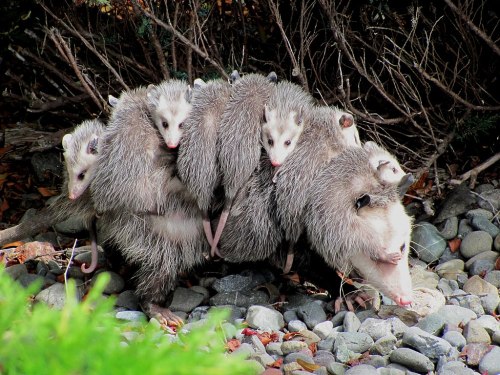 A mother opossum with several baby opossums clinging to her back, walking over rocky ground.