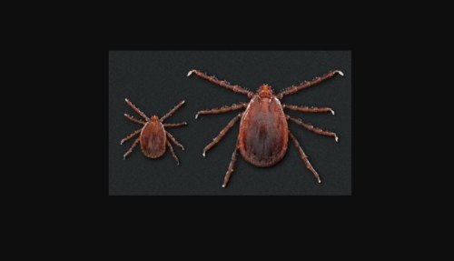 Close-up of two ticks on a dark background, showcasing their distinct sizes and features.