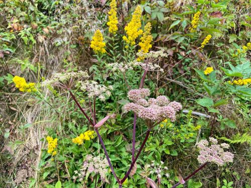 A cluster of pink and white flowers in the foreground, with bright yellow flowers and green foliage in the background.