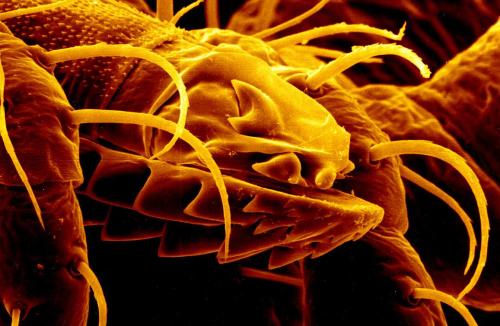 Close-up of a magnified insect, showcasing detailed features like antennae and mouthparts in vibrant colors.