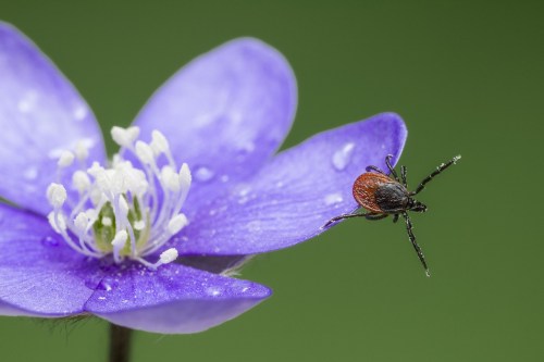 A close-up of a tick on a purple flower petal, with droplets of water on the flower.