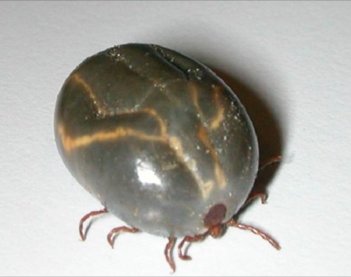 Close-up of a dark, oval-shaped tick with visible legs and a shiny surface on a white background.