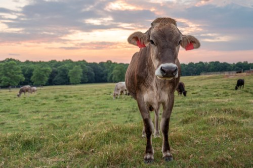 A curious brown cow stands in a grassy field at sunset, with trees and other cows in the background.