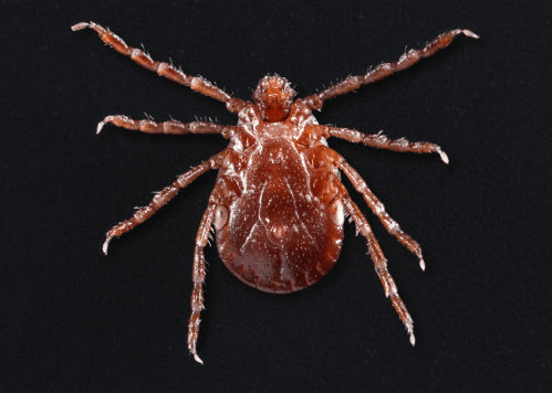 Close-up of a brown tick on a black background, showcasing its eight legs and textured body.