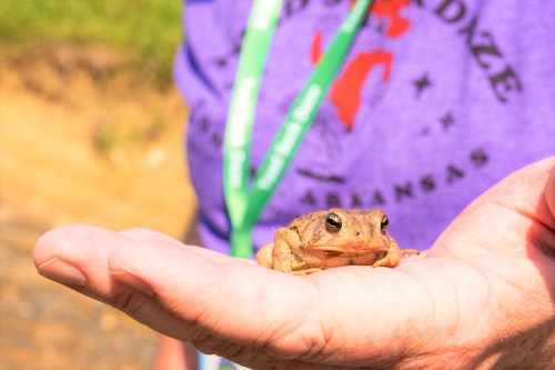 A person holds a brown frog in their palm, wearing a purple shirt with a green lanyard in the background.
