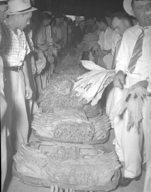 Workers inspecting bundles of tobacco leaves in a warehouse, with men in hats and suits handling the product.