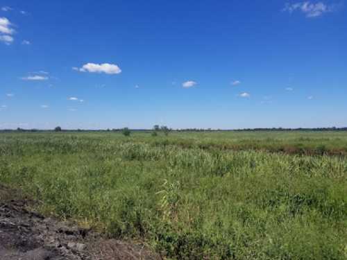 A wide, open field with tall green grass under a clear blue sky with a few scattered clouds.