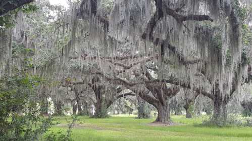 A serene landscape featuring large trees draped in Spanish moss, surrounded by lush green grass.