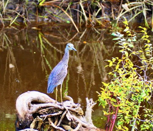 A heron stands on a twisted branch near a calm, reflective water surface surrounded by greenery.