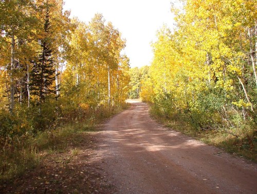 A winding dirt road surrounded by vibrant yellow autumn trees under a bright sky.