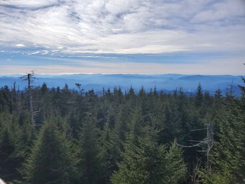 A panoramic view of a dense forest with mountains in the distance under a partly cloudy sky.