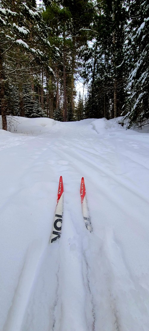 Two red skis on a snowy trail surrounded by tall evergreen trees in a winter forest.