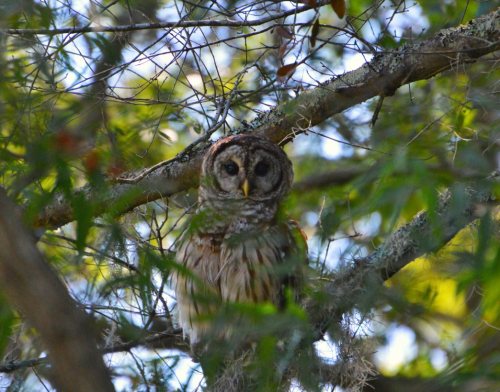 A barred owl perched on a tree branch, surrounded by green leaves and soft sunlight filtering through.