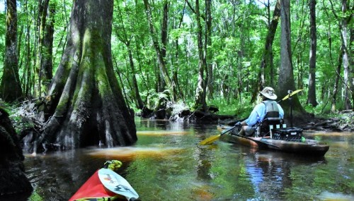 A person in a kayak navigates a serene, green forested swamp with cypress trees and calm waters.