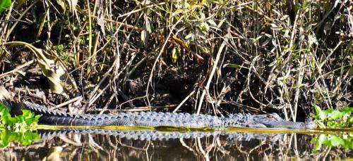 A crocodile rests along the bank of a river, partially submerged among reeds and water plants.
