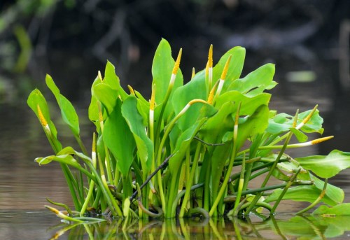A cluster of green aquatic plants with yellow flower spikes emerging from calm water.