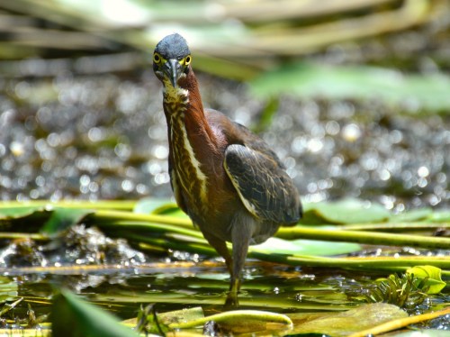 A green heron stands in shallow water among lily pads, looking directly at the camera with a focused expression.