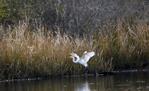 A white bird takes flight over a calm waterway, surrounded by tall grasses and trees.