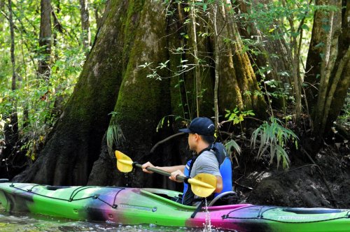 A person paddles a colorful kayak through a lush, green forest with large trees and reflections in the water.