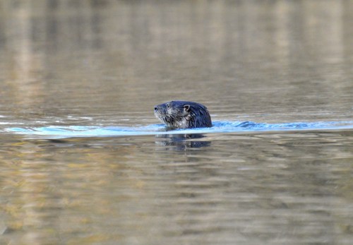 A river otter swimming in calm water, with its head above the surface and a blurred natural background.