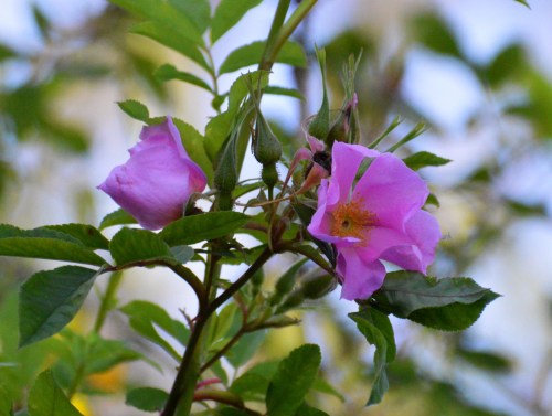 A close-up of pink flowers blooming among green leaves, with buds visible on a branch.