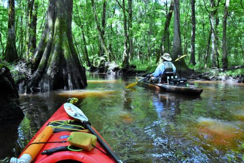 A kayaker paddles through a lush, green swamp with cypress trees and calm waters reflecting the vibrant foliage.