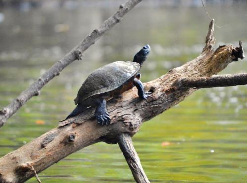 A turtle perched on a log above calm water, with its head raised and looking around.
