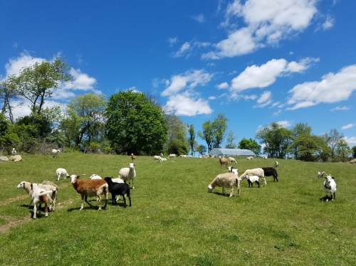A sunny pasture with sheep grazing, surrounded by green trees and a blue sky with fluffy white clouds.