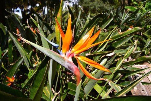 A vibrant orange and blue bird of paradise flower surrounded by lush green leaves.