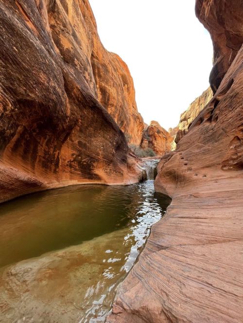 A narrow canyon with smooth, reddish rock walls and a calm, reflective pool of water at the bottom.