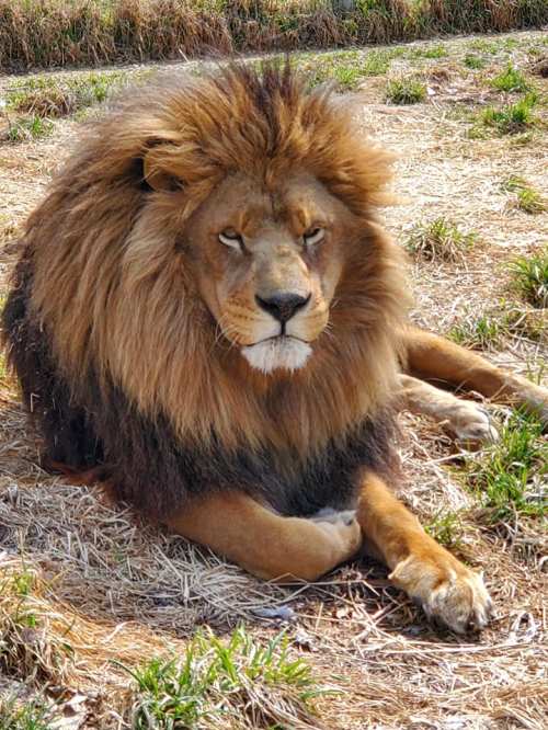 A majestic lion with a thick mane rests on the ground, surrounded by grass and straw.
