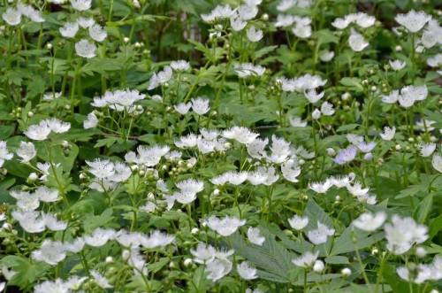 A lush field of delicate white flowers surrounded by green foliage.