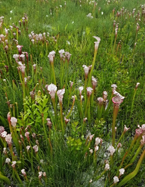 A field of tall, green plants with unique, tubular flowers, surrounded by lush grass and other vegetation.