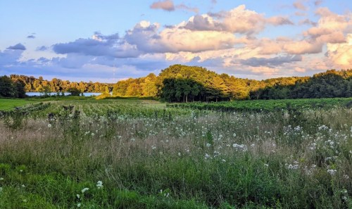 A serene landscape featuring a grassy field, trees, and a lake under a colorful sky with fluffy clouds at sunset.
