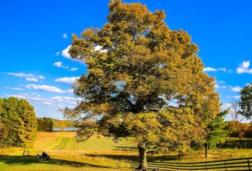 A large tree with autumn leaves stands in a field, with a blue sky and distant water visible in the background.