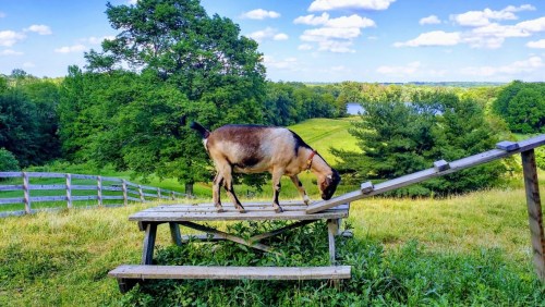 A goat climbs a wooden ramp on a sunny day, surrounded by lush green fields and trees.