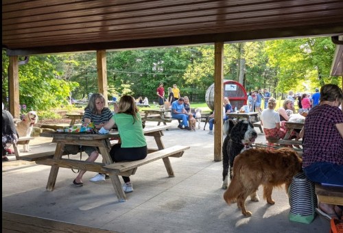 A busy outdoor gathering with people at picnic tables, some with dogs, surrounded by trees and a lively atmosphere.