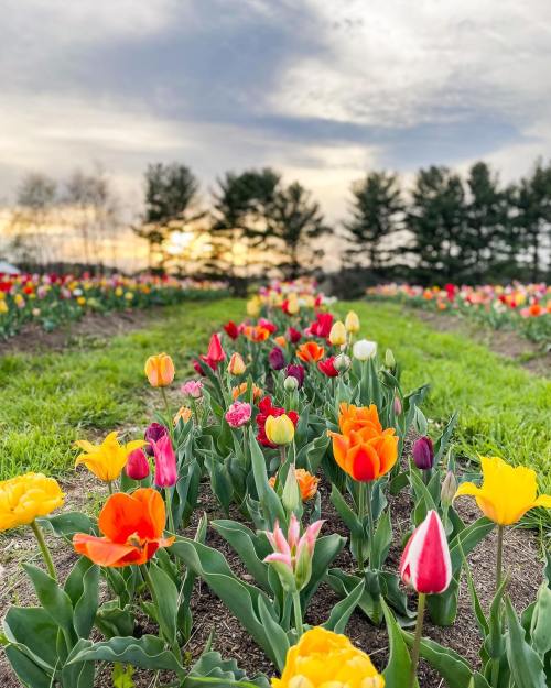 A vibrant field of tulips in various colors, with a sunset and trees in the background.
