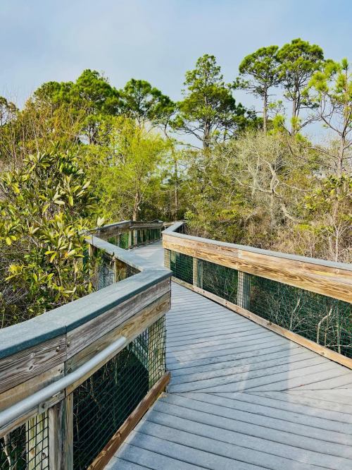 A wooden boardwalk winding through lush greenery and trees under a clear sky.