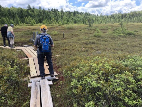 A group of hikers walks along a wooden path through a lush, green marshland under a partly cloudy sky.