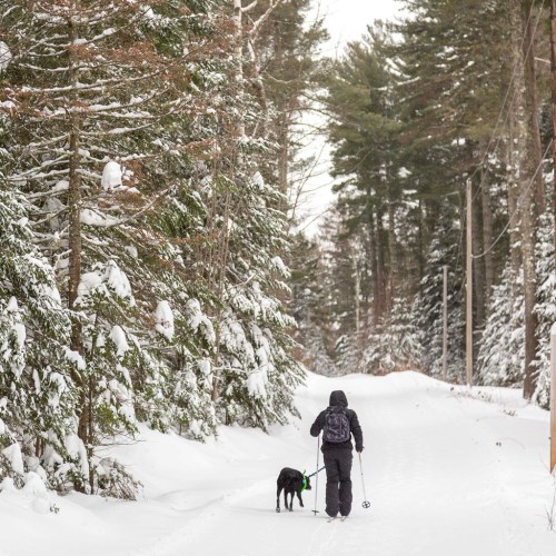 A person walks a dog along a snowy path surrounded by tall, snow-covered trees.