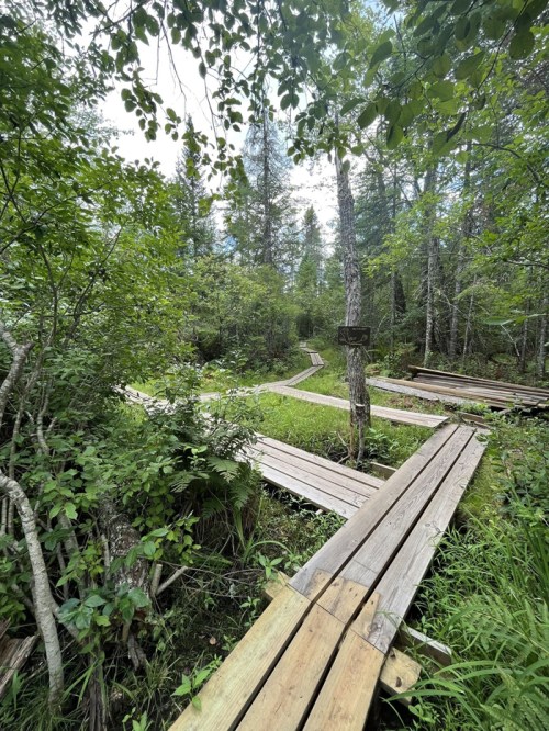 Wooden boardwalk winding through a lush green forest with trees and underbrush on either side.