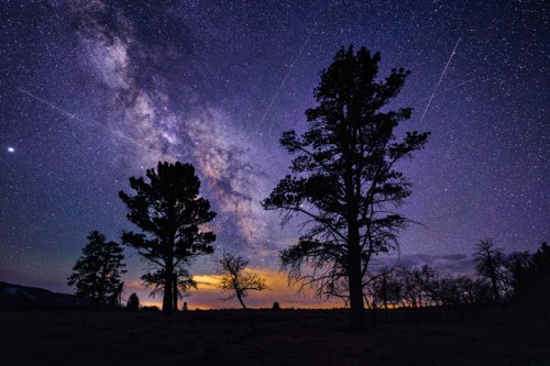 A starry night sky filled with the Milky Way, silhouetted trees, and streaks of light from meteors.
