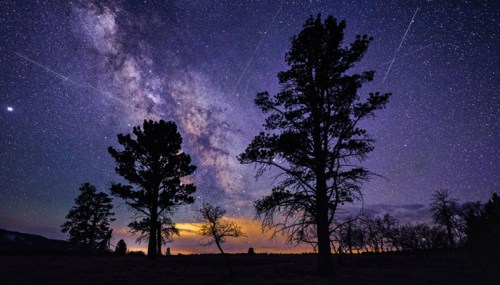 Silhouetted trees against a starry sky with the Milky Way and shooting stars illuminating the night.