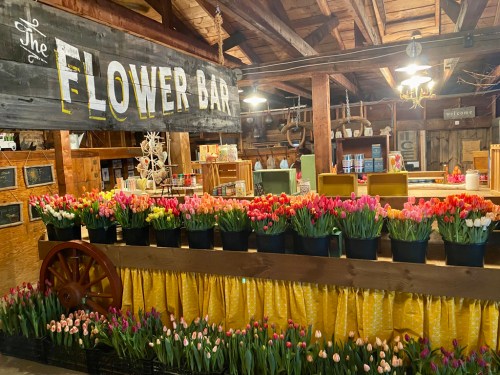 A vibrant flower bar with colorful tulips in pots, set in a rustic wooden space with a sign overhead.
